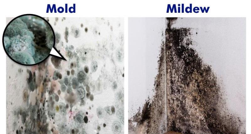 What differences between mould and mildew?